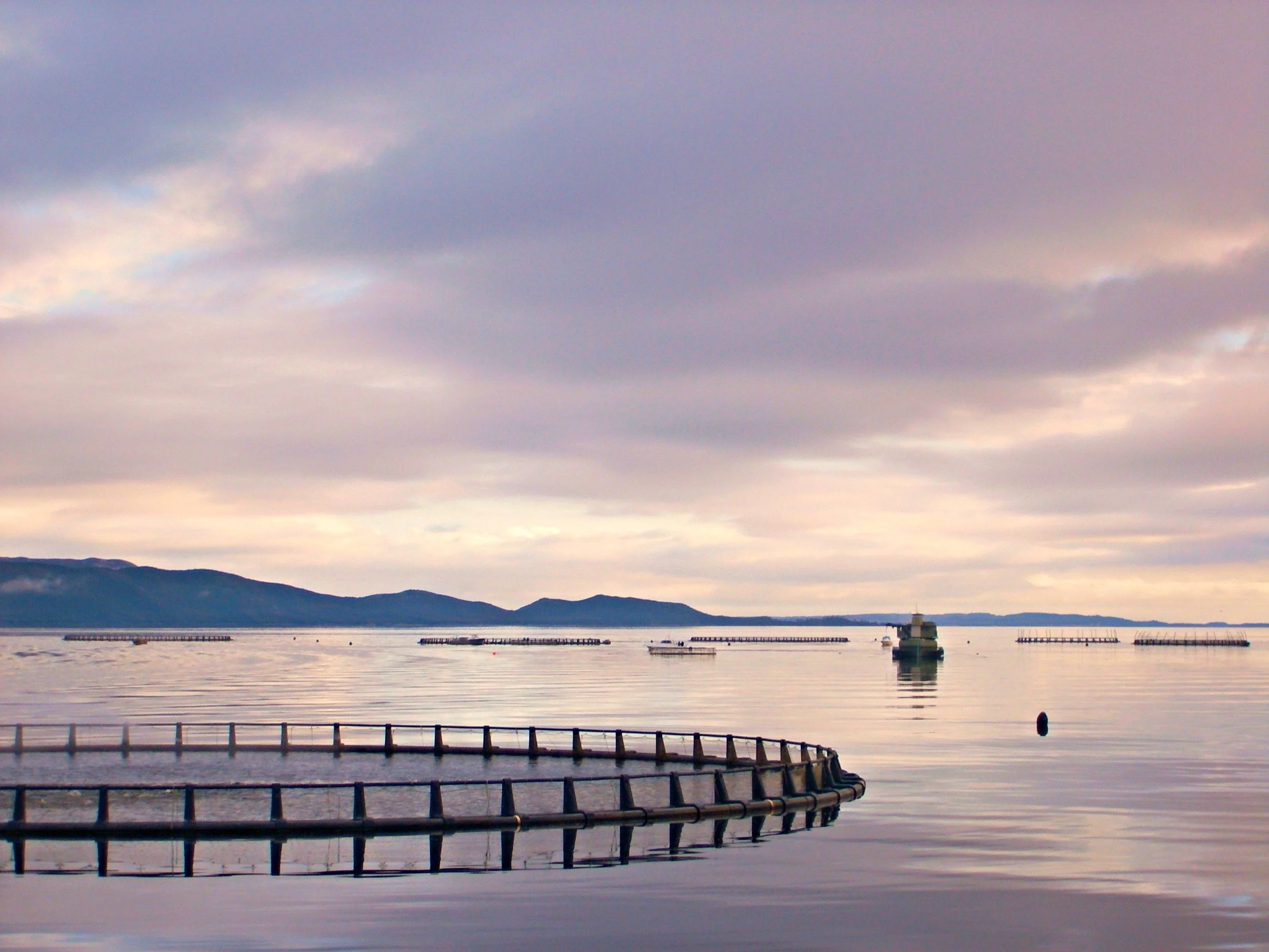 fish farms in Strahan.JPG