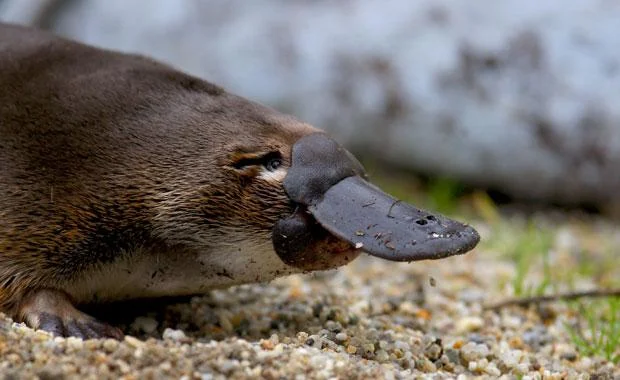 Platypus (2).jpg