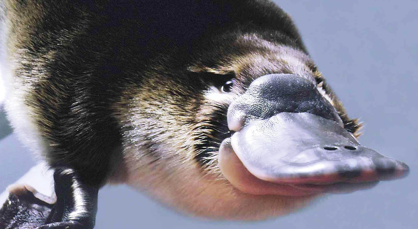 platypus-facts-ppcorn.jpg