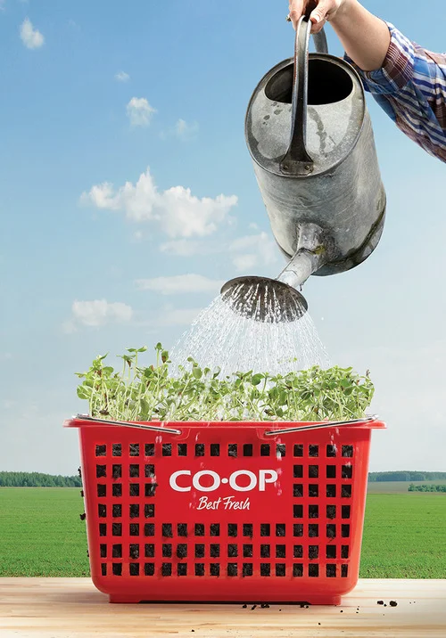 micro greens best fresh.jpeg