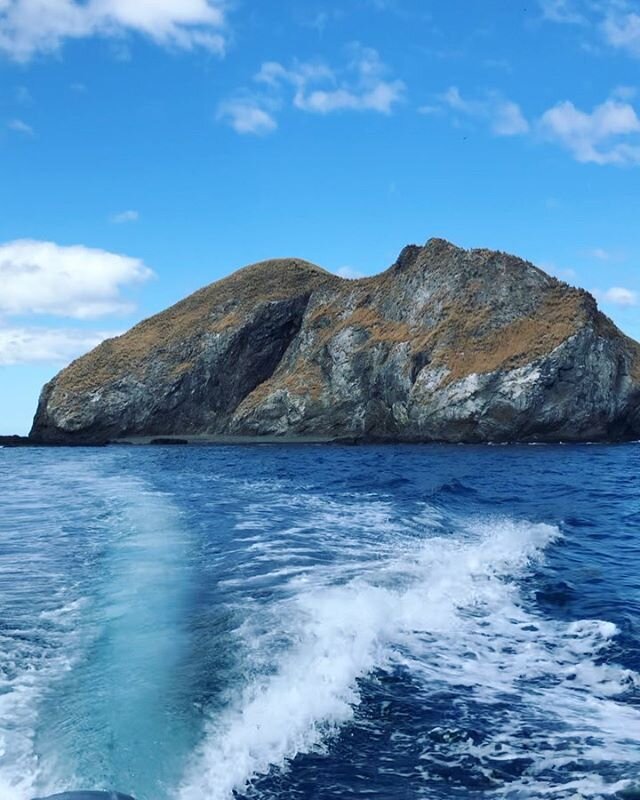 Beautiful day for a Marine exploration tour with a few members ! Saw dolphins, rays, brown footed boobies and many more birds. 2.5 hours of pure beauty on the guanacaste coast.