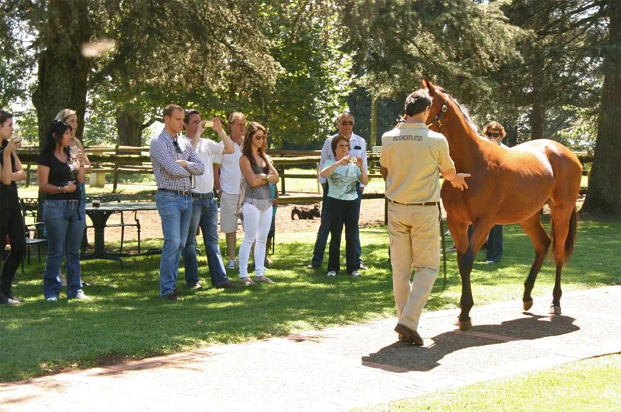 Yearling viewing - Cold Fact