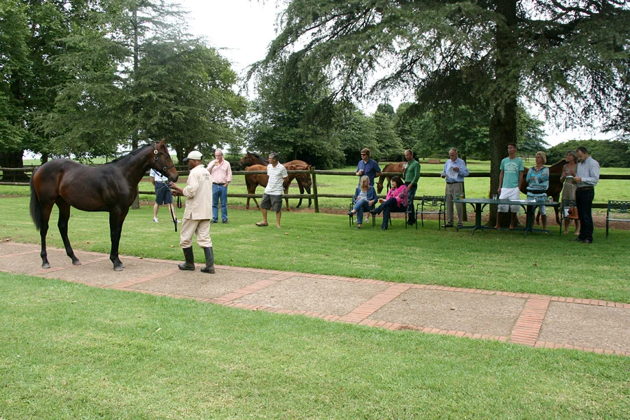 Viewing Yearlings