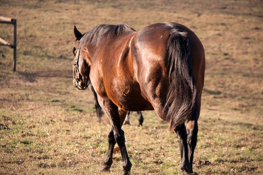 backworth-winter-broodmares-17.jpg