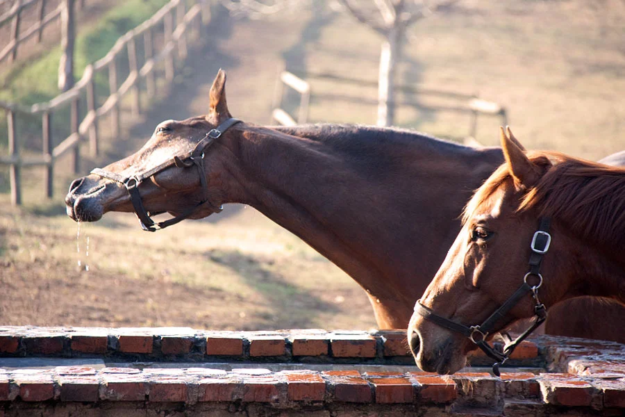 backworth-winter-broodmares-14.jpg