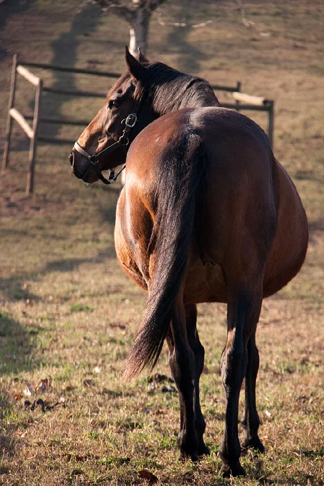 backworth-winter-broodmares-38.jpg