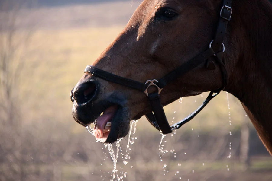 backworth-winter-broodmares-11.jpg