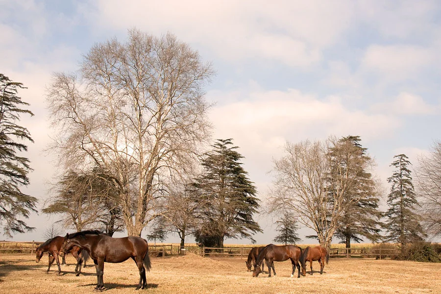 backworth-winter-broodmares-2.jpg