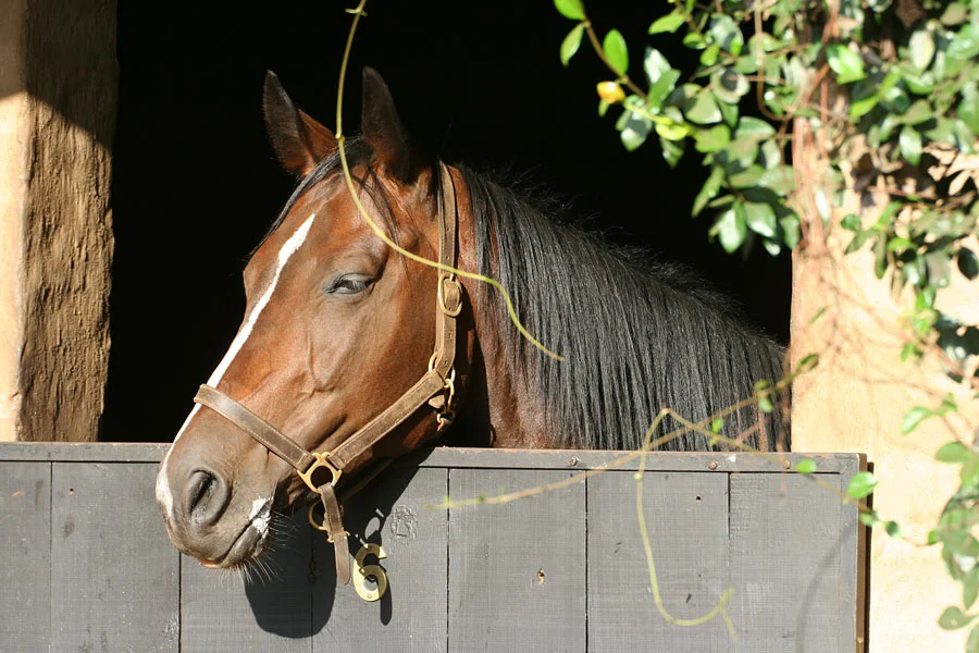 backworth-stud-2.jpg