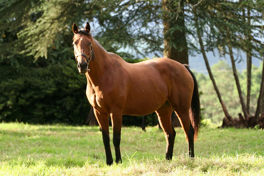 backworth-stud-1.jpg