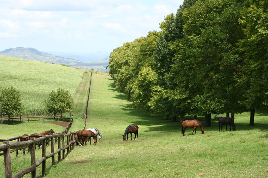 backworth-stud-3.jpg