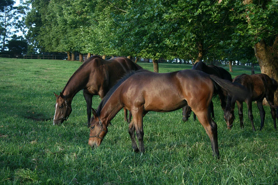 backworth-stud-16.jpg