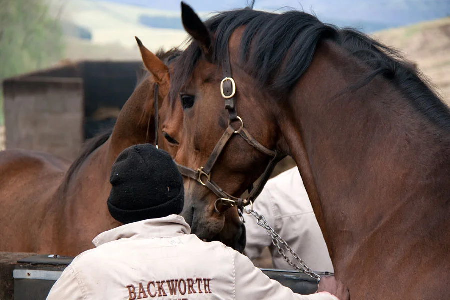 backworth-stud-19.jpg