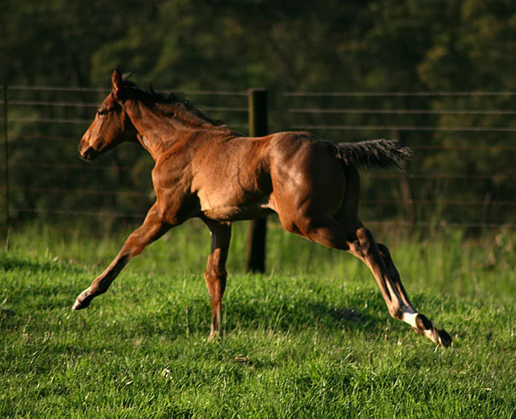 backworth-stud-23b.jpg