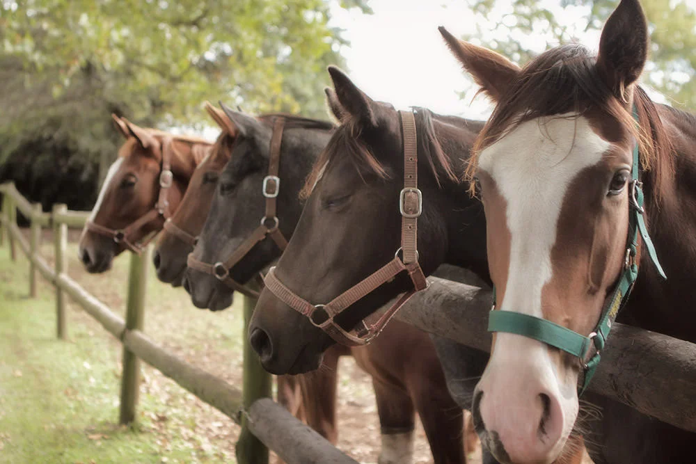 Backworth Stud South Africa 16