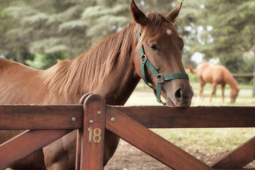 Backworth Stud South Africa 17