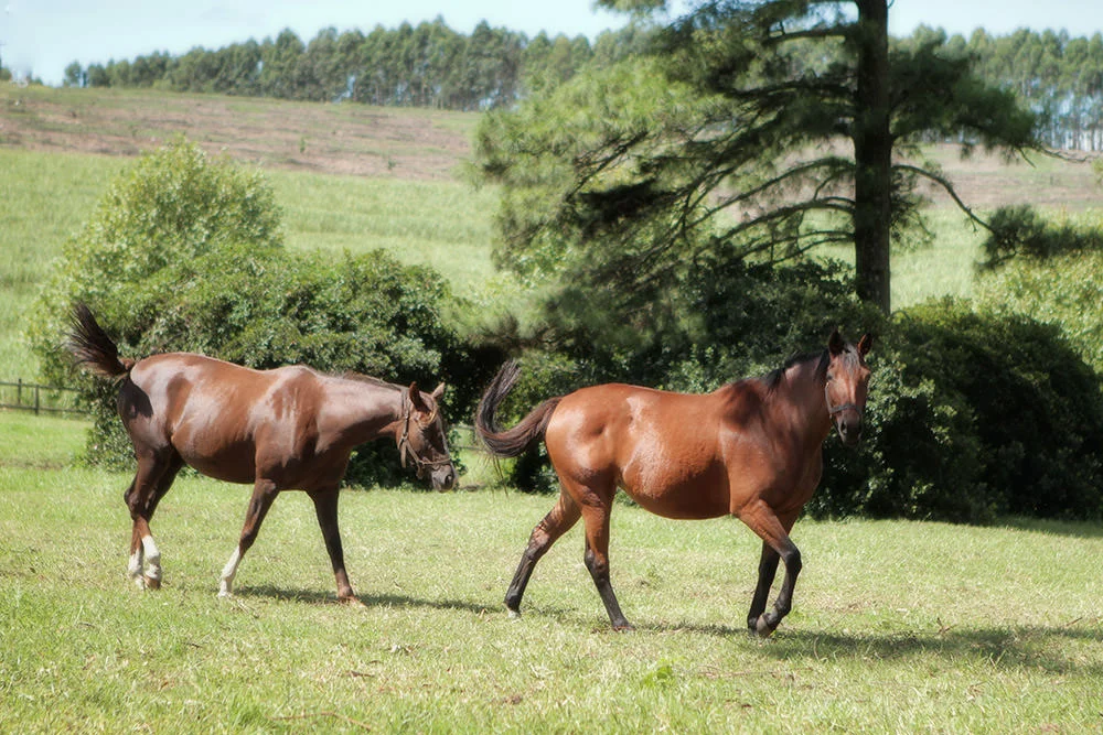 Backworth Stud South Africa 11