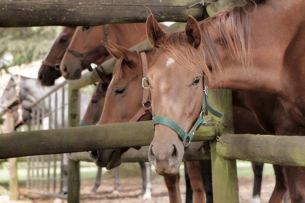 Backworth Stud South Africa 21