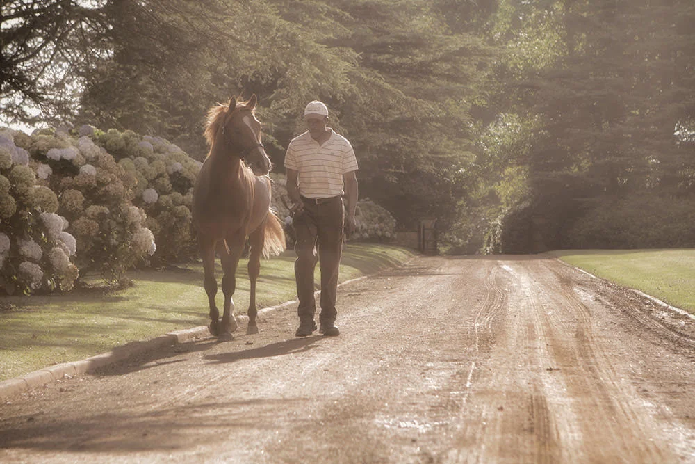 Backworth Stud South Africa 22