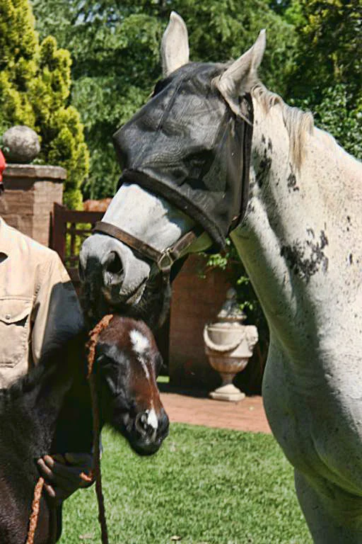 mare-and-foal.jpg