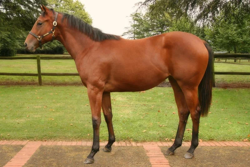 National Yearling Sale Lot 113 - Spangle - Trippi - Refined gold