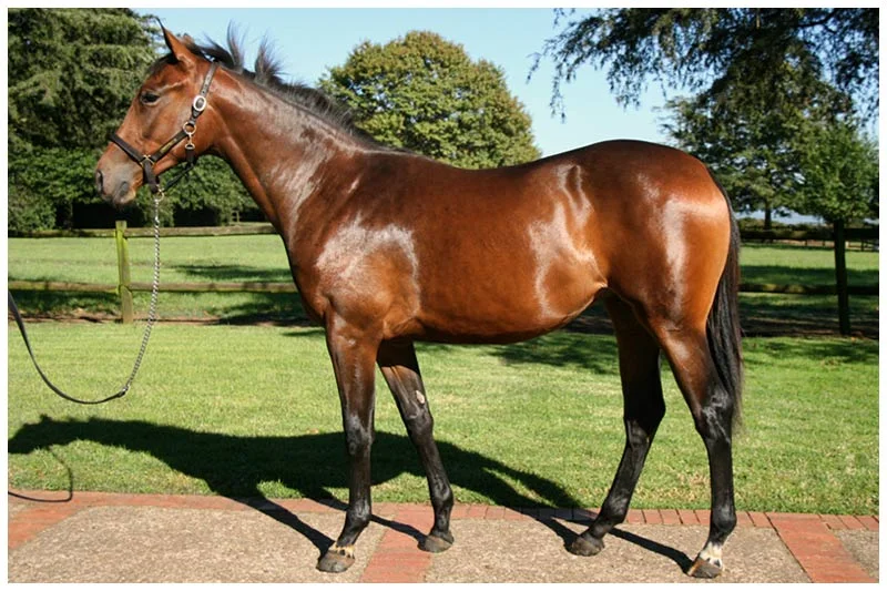 National Yearling Sale - Lot 434 - Down Sir Down - Count Dubois - Feather Bed