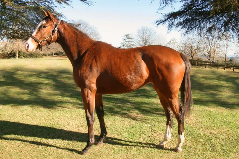 KZN Yearling Sale Lot 87 - get even - miesque's approval - battalia