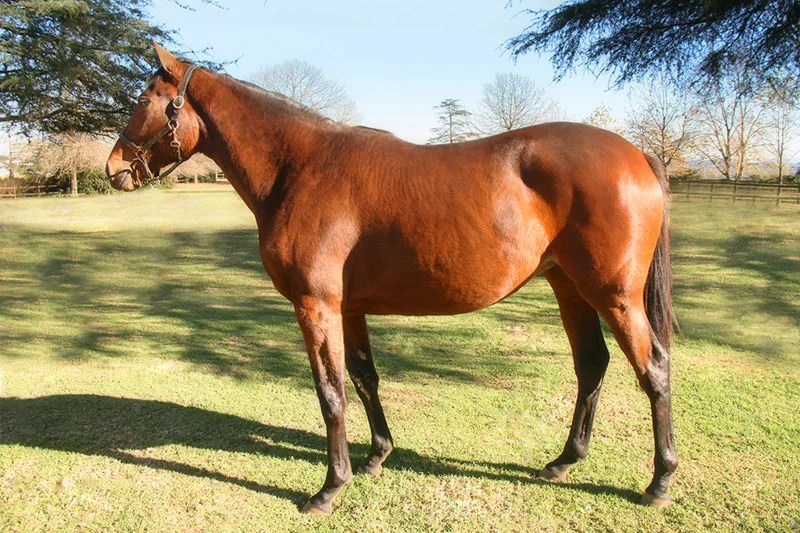 KZN Yearling Sale Lot 4 - Elegantissima AP Answer Ramp Model