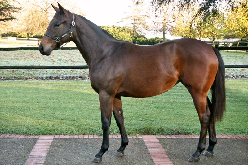 lot 104 superella - muhtafal - top speaker