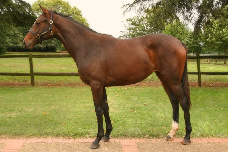 National Yearling Sale Lot 108 - Style Flash - Miesque's Approval - Ramp Model