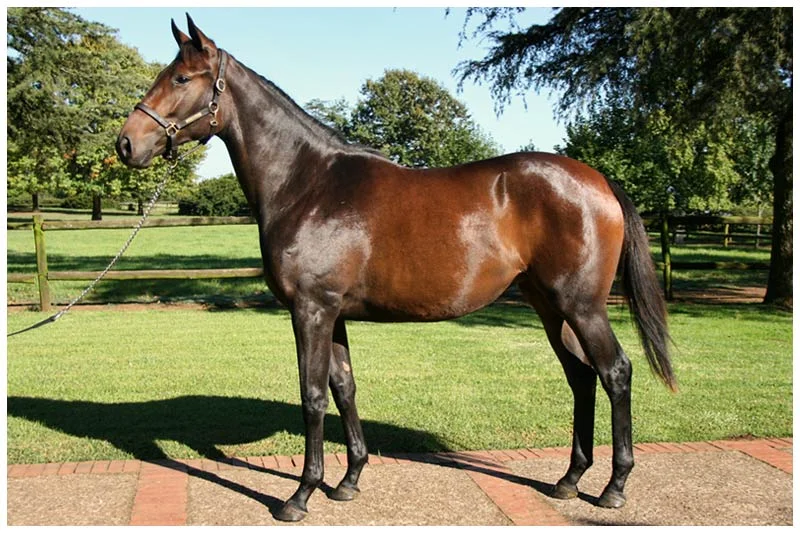 National Yearling Sale Lot 166 - Be Fabulous - Kahal - Ramp Model