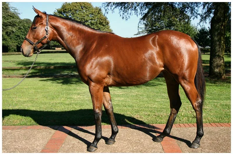 National Yearling Sale - Lot 351 - Thrill Factor - Windrush - Auburn Annio