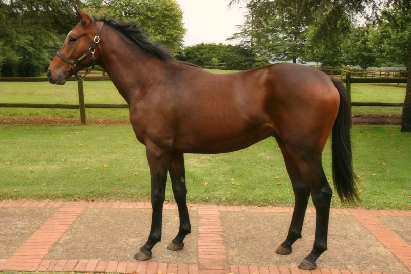 National Yearling Sale Lot 424 - Big Ambitions - Miesque's Approval - Going Places
