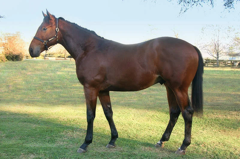 KZN Yearling Sale - Lot 77 - Benedictine - kings chapel - absolut star