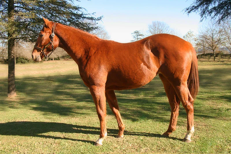 KZN Yearling Sale Lot 120 - exhalted - kings chapel - collection prive