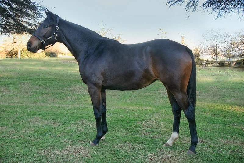 KZN Yearling Sale - Lot 165 - sanctuary - national emblem - forbidden woods