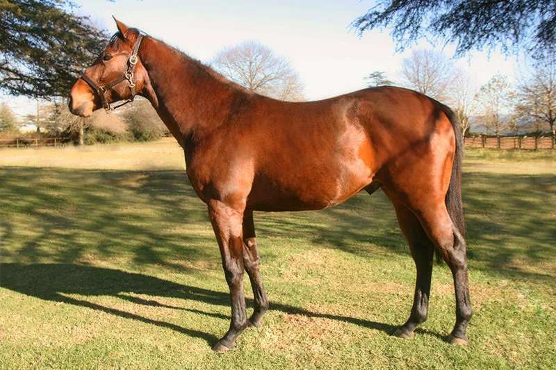 KZN Yearling Sale Lot 159 - kings wager - kings chapel - fancy flutter
