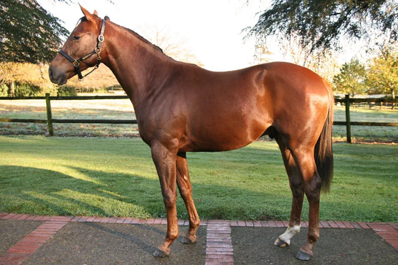 lot 7 party tricks - miesque's approval - merriment