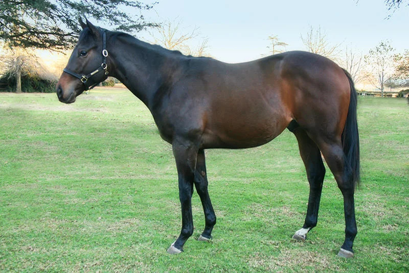 KZN Yearling Sale Lot 85 - akroterion - miesques approval - auburn annio