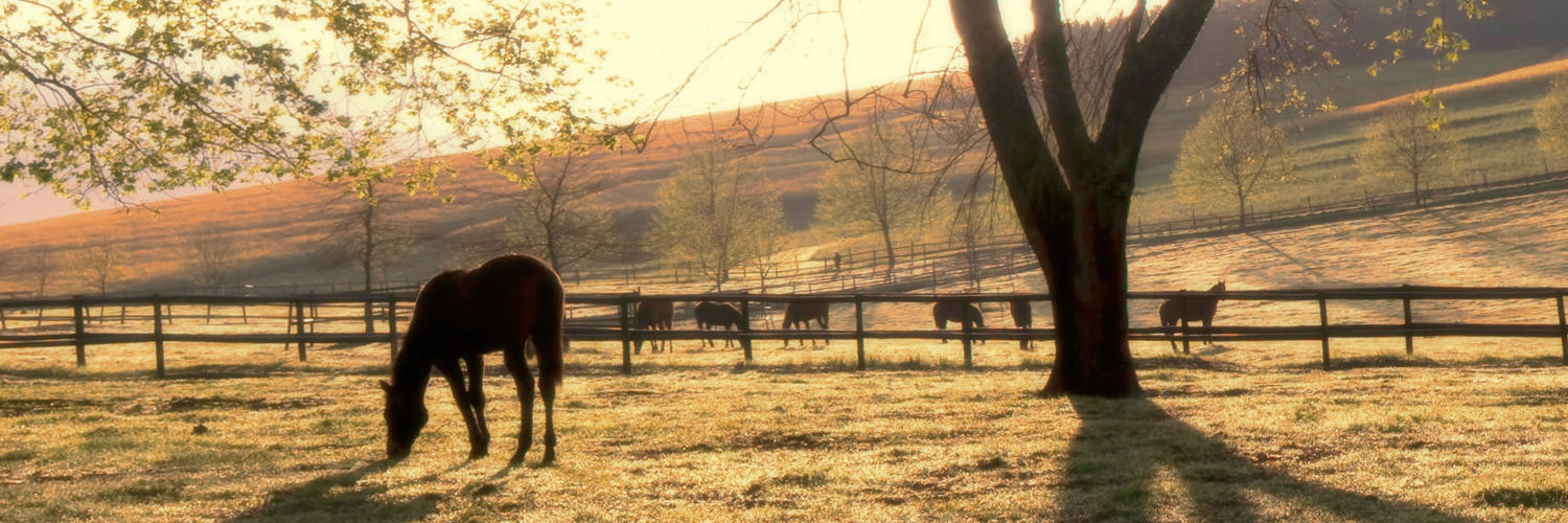 horse-paddocks-at-sunset.jpg
