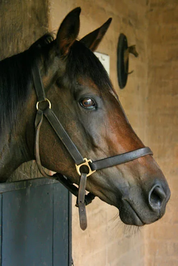 clematis, silvano, upwardly mobile