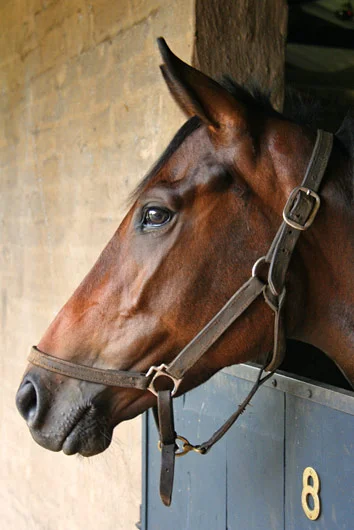 fancy flutter, kahal, going places