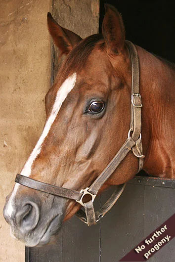 candy box, exclusive patriot, our caseys girl