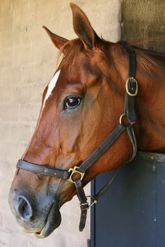 exclusive honour, exclusive patriot, captiva