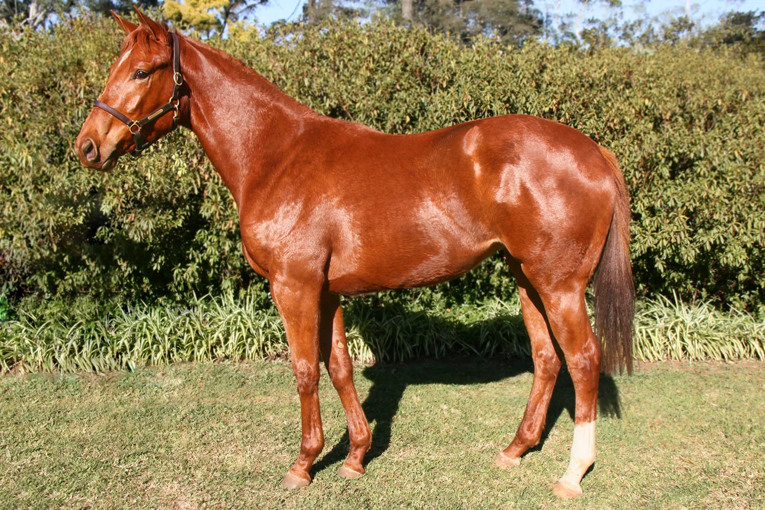 Ordained (King's Chapel - Touch Of Nobility)