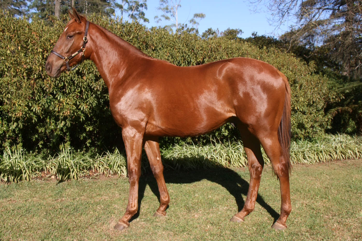 Annio Dominus (King's Chapel - Auburn Annio) - 2015 KZN Yearling Sale
