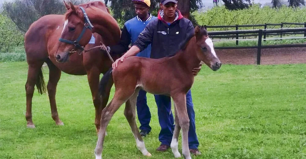 Colt Foal by Var out of Refined Gold