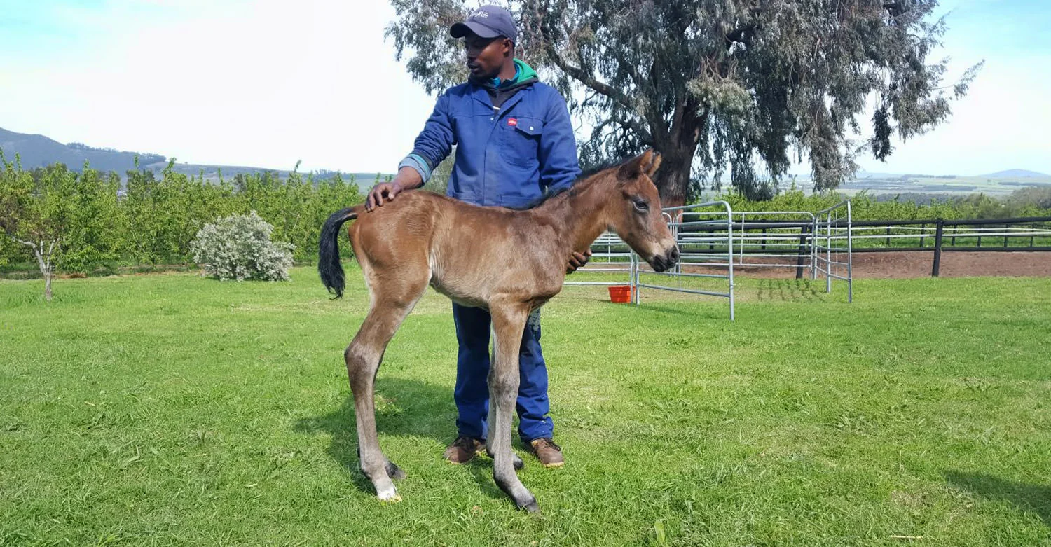 Noble Tune - Touch Of Nobility Colt Foal