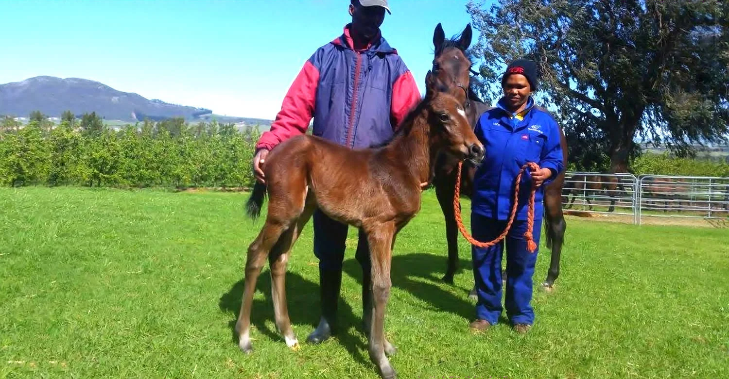 Filly Foal by Irish Flame out of Fancy Flutter