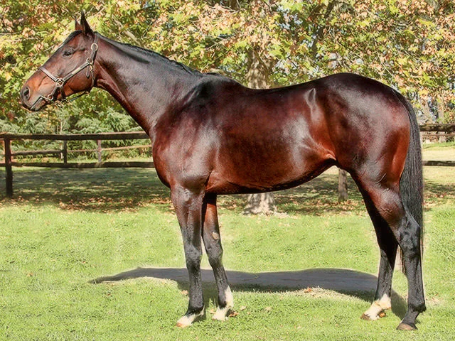 Irish Flame / Sporting Post (p)